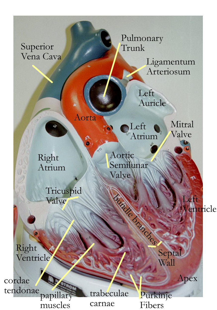 Pin By Daffodilcooper On BSC2086 Heart Model Anatomy Models Labeled